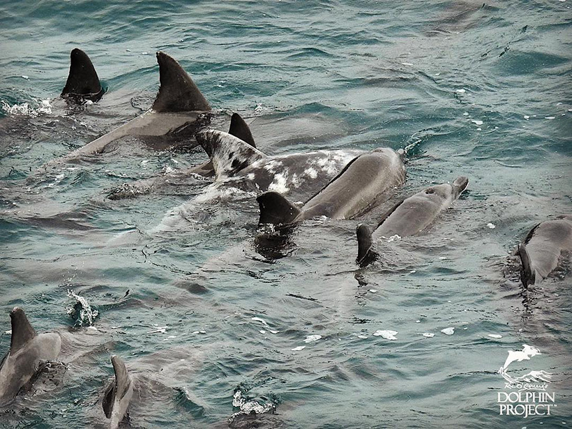 Die verängstigte  Delfinfamilie ein letztes Mal zusammen in der Bucht kurz bevor die Killer sie mit ihren Bootsmotoren unter die Planen an den Strand terrorisierten